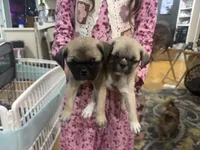 Chunky, a male Chihuahua and Pug for sale in Springfield, MO – Photo 2 of 2