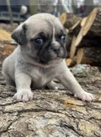 Mittens, a male Chihuahua and Pug for sale in Springfield, MO – Photo 1 of 3