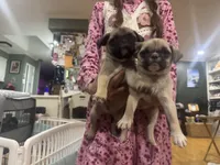 Mittens, a male Chihuahua and Pug for sale in Springfield, MO – Photo 3 of 3