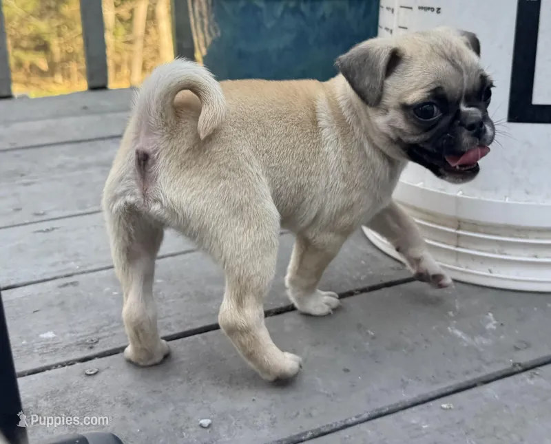 Mittens – Chihuahua, Pug puppy for sale in Springfield, MO