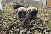 Mittens, a male Chihuahua and Pug for sale in Springfield, MO – Photo 2 of 3