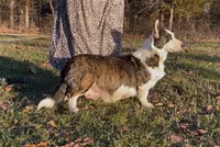 AKC Jane, a male Cardigan Welsh Corgi for sale in Fordland, MO – 3 of 5