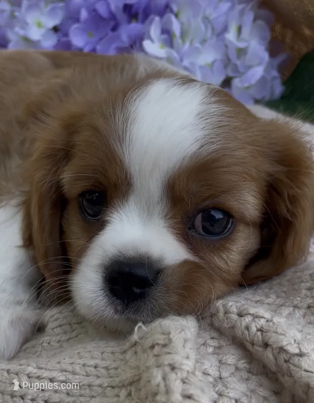 AKC Curly – Cavalier King Charles Spaniel puppy for sale in Fordland, MO