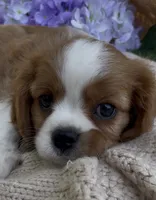 AKC Curly, a male Cavalier King Charles Spaniel for sale in Fordland, MO – 1 of 8