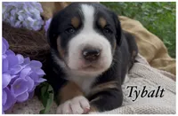 AKC Tybalt, a male Greater Swiss Mountain Dog for sale in Fordland, MO – 2 of 5