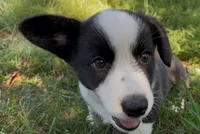 AKC Elizabeth , a female Cardigan Welsh Corgi for sale in Fordland, MO – 3 of 7