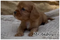 AKC Mr. Andrews, a male Cavalier King Charles Spaniel for sale in Fordland, MO – 3 of 10