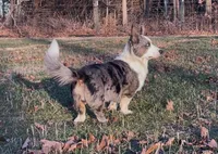 AKC Jack, a male Cardigan Welsh Corgi for sale in Fordland, MO – 4 of 5