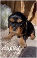 AKC August, a male Cavalier King Charles Spaniel for sale in Fordland, MO – Photo 3 of 6