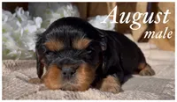 AKC August, a male Cavalier King Charles Spaniel for sale in Fordland, MO – Photo 2 of 6