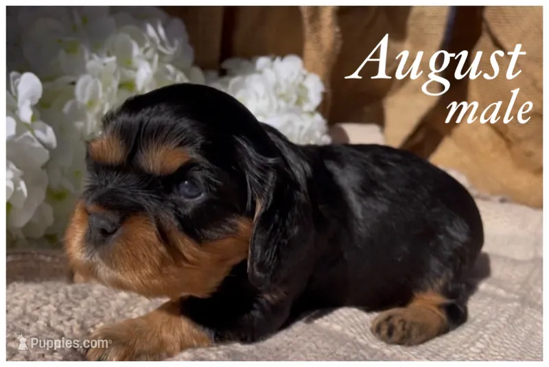 AKC August