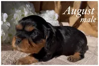 AKC August, a male Cavalier King Charles Spaniel for sale in Fordland, MO – Photo 1 of 6