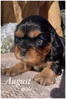 AKC August, a male Cavalier King Charles Spaniel for sale in Fordland, MO – Photo 4 of 6