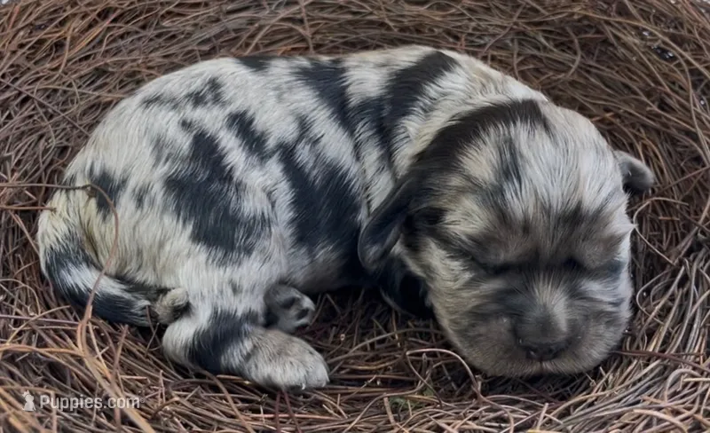 Raphaël – Cockalier puppy for sale in Fordland, MO
