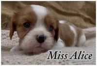 AKC Miss Alice, a female Cavalier King Charles Spaniel for sale in Fordland, MO – 2 of 8