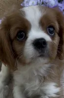 AKC Curly, a male Cavalier King Charles Spaniel for sale in Fordland, MO – 2 of 8