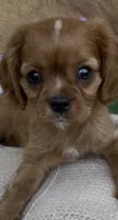 AKC Moe, a male Cavalier King Charles Spaniel for sale in Fordland, MO – 2 of 9