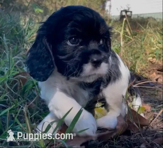 Zoë – Cockalier puppy for sale in Fordland, MO