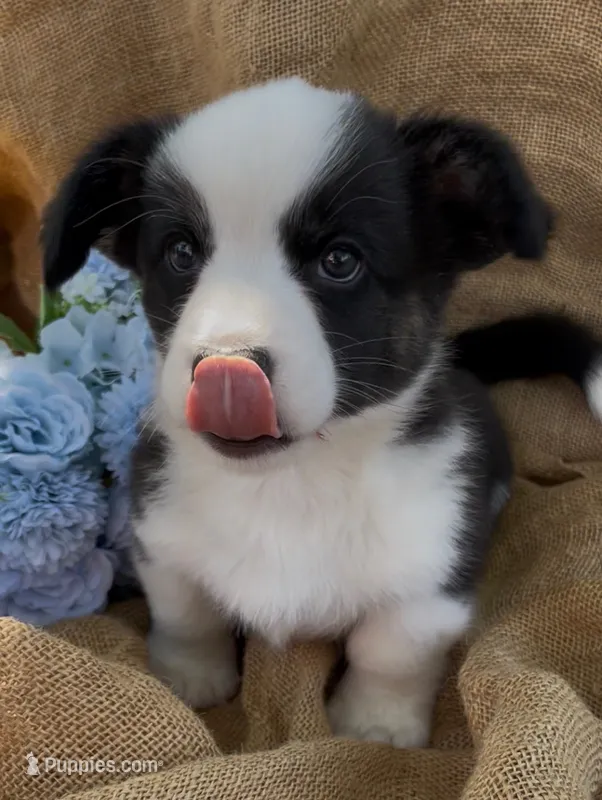 AKC Jack – Cardigan Welsh Corgi puppy for sale in Fordland, MO