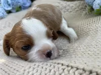 AKC Curly, a male Cavalier King Charles Spaniel for sale in Fordland, MO – 2 of 7