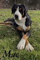 AKC Juliet, a female Greater Swiss Mountain Dog for sale in Fordland, MO – 3 of 5