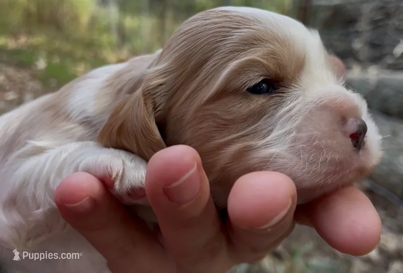 Maël – Cockalier puppy for sale in Fordland, MO
