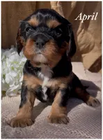 AKC  April, a female Cavalier King Charles Spaniel for sale in Fordland, MO – Photo 6 of 9