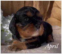 AKC  April, a female Cavalier King Charles Spaniel for sale in Fordland, MO – Photo 2 of 9