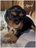 AKC  April, a female Cavalier King Charles Spaniel for sale in Fordland, MO – Photo 5 of 9