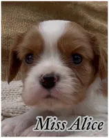 AKC Miss Alice, a female Cavalier King Charles Spaniel for sale in Fordland, MO – 3 of 8