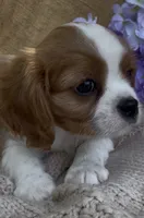 AKC Curly, a male Cavalier King Charles Spaniel for sale in Fordland, MO – 4 of 8