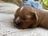 AKC Moe, a male Cavalier King Charles Spaniel for sale in Fordland, MO – 2 of 7