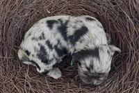 Raphaël, a male Cockalier for sale in Fordland, MO – 2 of 6