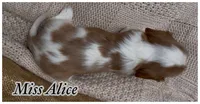 AKC Miss Alice, a female Cavalier King Charles Spaniel for sale in Fordland, MO – 4 of 8