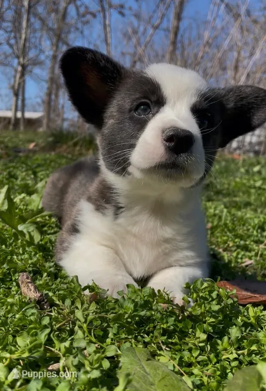 AKC HORACE – Cardigan Welsh Corgi puppy for sale in Fordland, MO