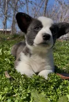 AKC HORACE, a male Cardigan Welsh Corgi for sale in Fordland, MO – Photo 2 of 9