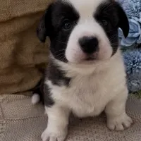 AKC HORACE, a male Cardigan Welsh Corgi for sale in Fordland, MO – Photo 7 of 9