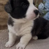 AKC HORACE, a male Cardigan Welsh Corgi for sale in Fordland, MO – Photo 5 of 9