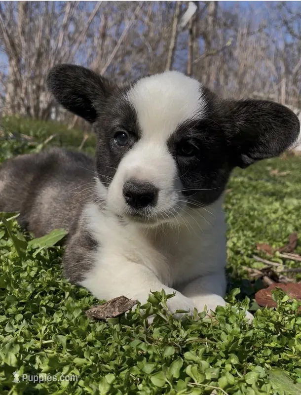 AKC HORACE – Cardigan Welsh Corgi puppy for sale in Fordland, MO