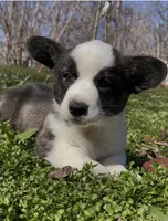 AKC HORACE, a male Cardigan Welsh Corgi for sale in Fordland, MO – Photo 1 of 9