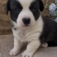 AKC HORACE, a male Cardigan Welsh Corgi for sale in Fordland, MO – Photo 6 of 9