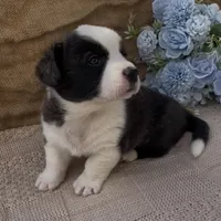 AKC HORACE, a male Cardigan Welsh Corgi for sale in Fordland, MO – Photo 4 of 9