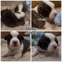 AKC HORACE, a male Cardigan Welsh Corgi for sale in Fordland, MO – Photo 1 of 3