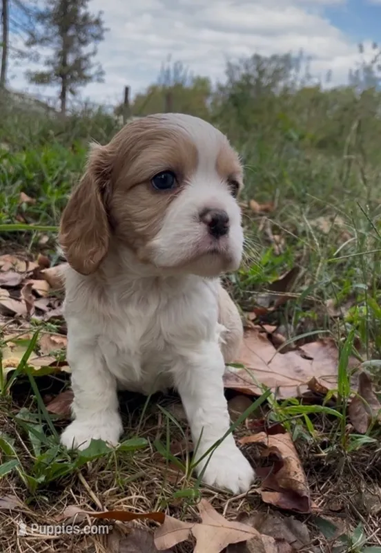 Maël – Cockalier puppy for sale in Fordland, MO