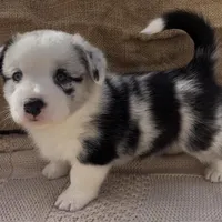 AKC ALYSS, a female Cardigan Welsh Corgi for sale in Fordland, MO – Photo 3 of 7