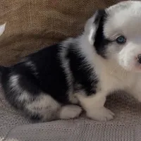 AKC ALYSS, a female Cardigan Welsh Corgi for sale in Fordland, MO – Photo 5 of 7