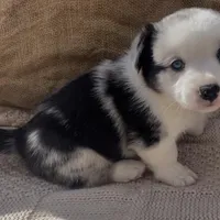 AKC ALYSS, a female Cardigan Welsh Corgi for sale in Fordland, MO – Photo 4 of 7