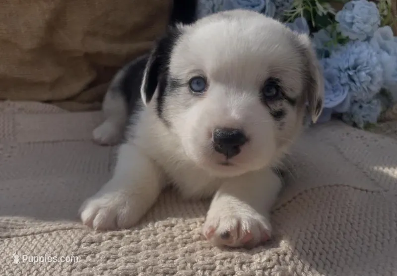 AKC ALYSS – Cardigan Welsh Corgi puppy on hold in Fordland, MO