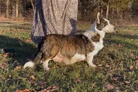 AKC ALYSS, a female Cardigan Welsh Corgi for sale in Fordland, MO – Photo 3 of 3