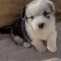 AKC ALYSS, a female Cardigan Welsh Corgi for sale in Fordland, MO – Photo 2 of 7